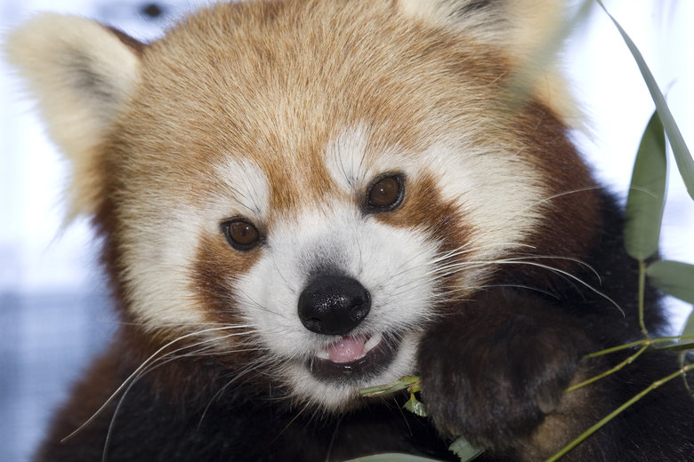 Red Panda Comp #?. [center] Hello again! The Red Pandas typically grow a bit larger than the size of a house cat, so they aren't very big animals. As you can se