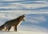 Arctic Fox