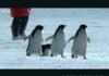 Awkward Penguins... Always Easy to Spot