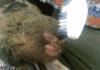 A very relaxed pygmy marmoset