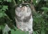 Am I a Pretty Owl