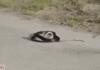 snake accidentally bites itself