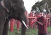 Elephants are fucking cool