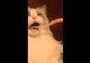 Cat Gets its Teeth Brushed