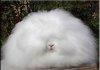 Angora Rabbit