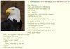 Anon likes eagles