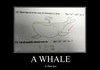 A whale works too.
