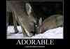 Adorable