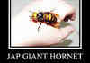 Asian Giant Hornet