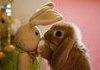 Adorable bunny