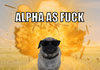 Alpha as pug