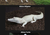 albino animals