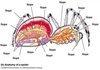 anatomy of a spider