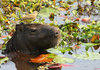 Animals Sitting on Capybaras