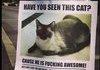 awesome cat