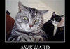 Awkward cat