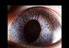 Animal Eye Close Ups