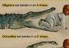 Alligators and Crocodiles