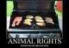 Animal Rights
