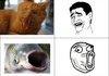 Animal Rage Faces