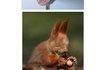 Animals that will make you lol comp
