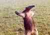 anteater