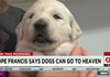 All dogs go to Heaven