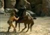 arnold punches out horse