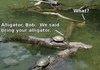 Alligator, Bob