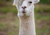 Alpaca comp