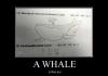 A whale is good too-repost