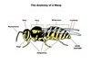 Anatomy of a Wasp