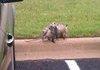 And Suddenly A Possum
