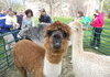 alpacalaca