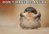 angry bird