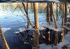 Ice Suspended On Trees From Winter Flood