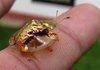 A Golden Tortoise Beetle