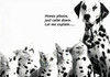 Adultering Dalmation