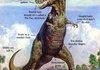 Anatomy of a T Rex