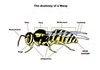 Anatomy of a Wasp