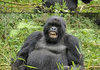 Awesome Gorilla