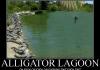 alligator lagoon