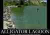 aligator lagoon