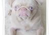 Albino Pug