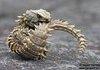 Armadillo Girdled Lizard