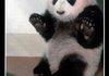 Awesom Panda