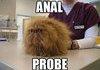 Anal Probe Kitty