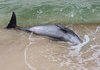 Rescuing A Dolphin