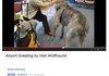Airport Greeting by Irish Wolfhound