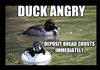 angry duck